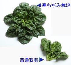 たね 渡辺採種場　ほうれんそう　じっくり朝霧　発芽促進処理種子　3000粒