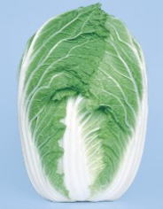 たね 渡辺採種場 ハクサイ ストロングCR75 コート 小袋