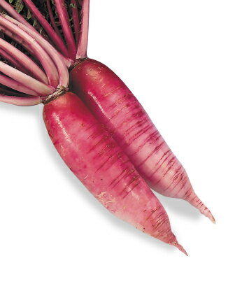 八江農芸　中国野菜　茜山三月大根　小袋