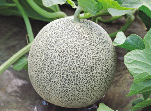 八江農芸　メロン　シャーロック　100粒