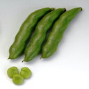 八江農芸 ソラマメ 蚕豆 そらまめ かのみどり 200粒