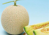 八江農芸　メロン　ミラノ夏 1　100粒