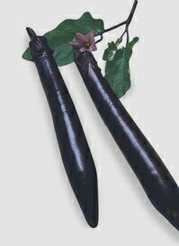 八江農芸　ナス なす 茄子　新長崎長茄子　小袋のサムネイル