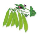 八江農芸 エンドウ 豌豆 雲仙大莢 1L