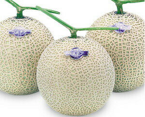 八江農芸　メロン　ベネチア春 2　100粒