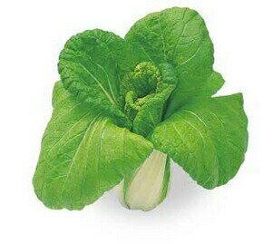 八江農芸　ハクサイ　はくさい　白菜　早生長崎白菜　1dl