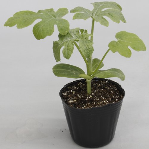 たね 大和農園 台木 かんぴょう　ロングスパート　200粒