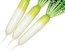 たね 大和農園 ダイコン 新貴聖 20ml