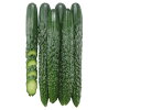 たね 大和農園 キュウリ きゅうり 胡瓜 ぱりぽり王子 10粒