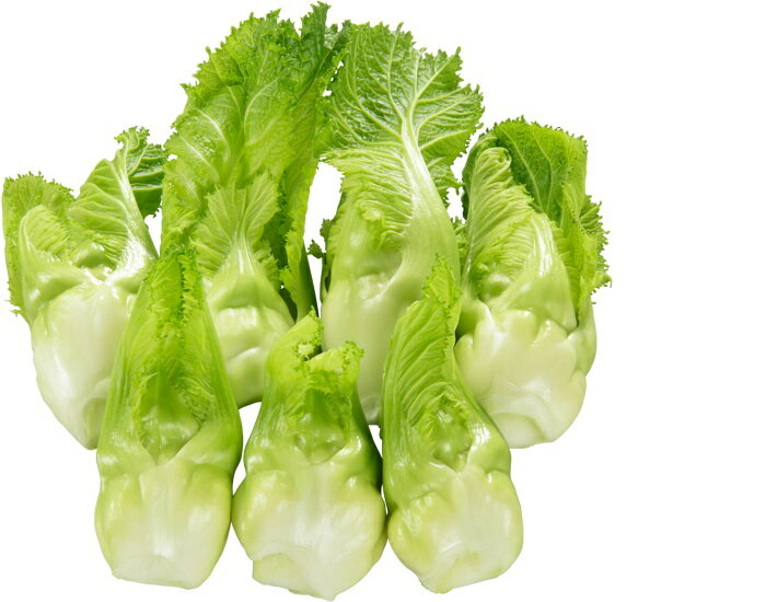 たね 大和農園 シュクライ 祝蕾(しゅくらい) 小袋(Sコート)