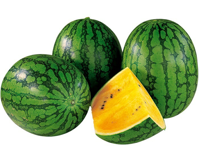 たね 大和農園 スイカ 種子 夏だより　小袋のサムネイル