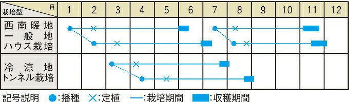 たね 大和農園 メロン 種子 ナポリ　100粒