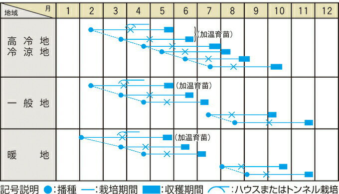 たね 大和農園 キャベツ おてがる　小袋 2