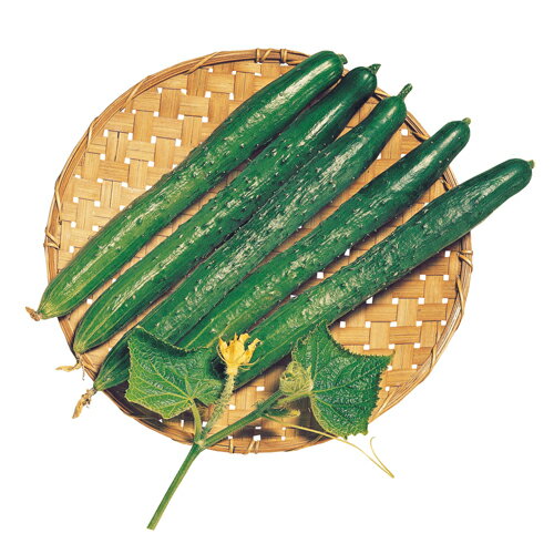 たね 大和農園 キュウリ 胡瓜 きゅうり　八重成山東　小袋