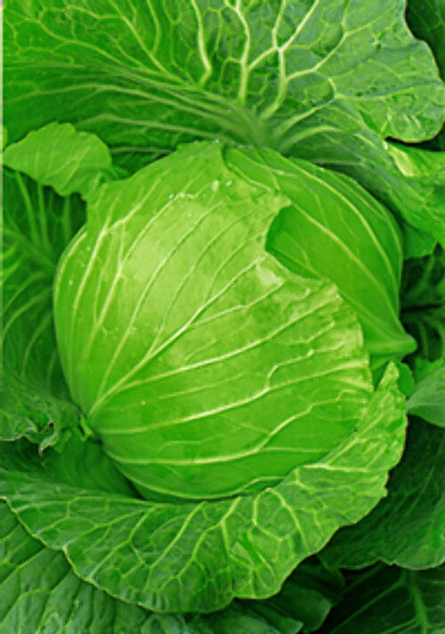 たね 横浜植木 キャベツ 甘藍 きゃべつ　火星H　小袋