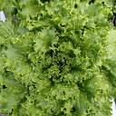 たね 横浜植木 レタス ビアンカ コート5000粒
