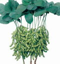 たね 横浜植木 エダマメ えだまめ 枝豆 おすすめ 1dl