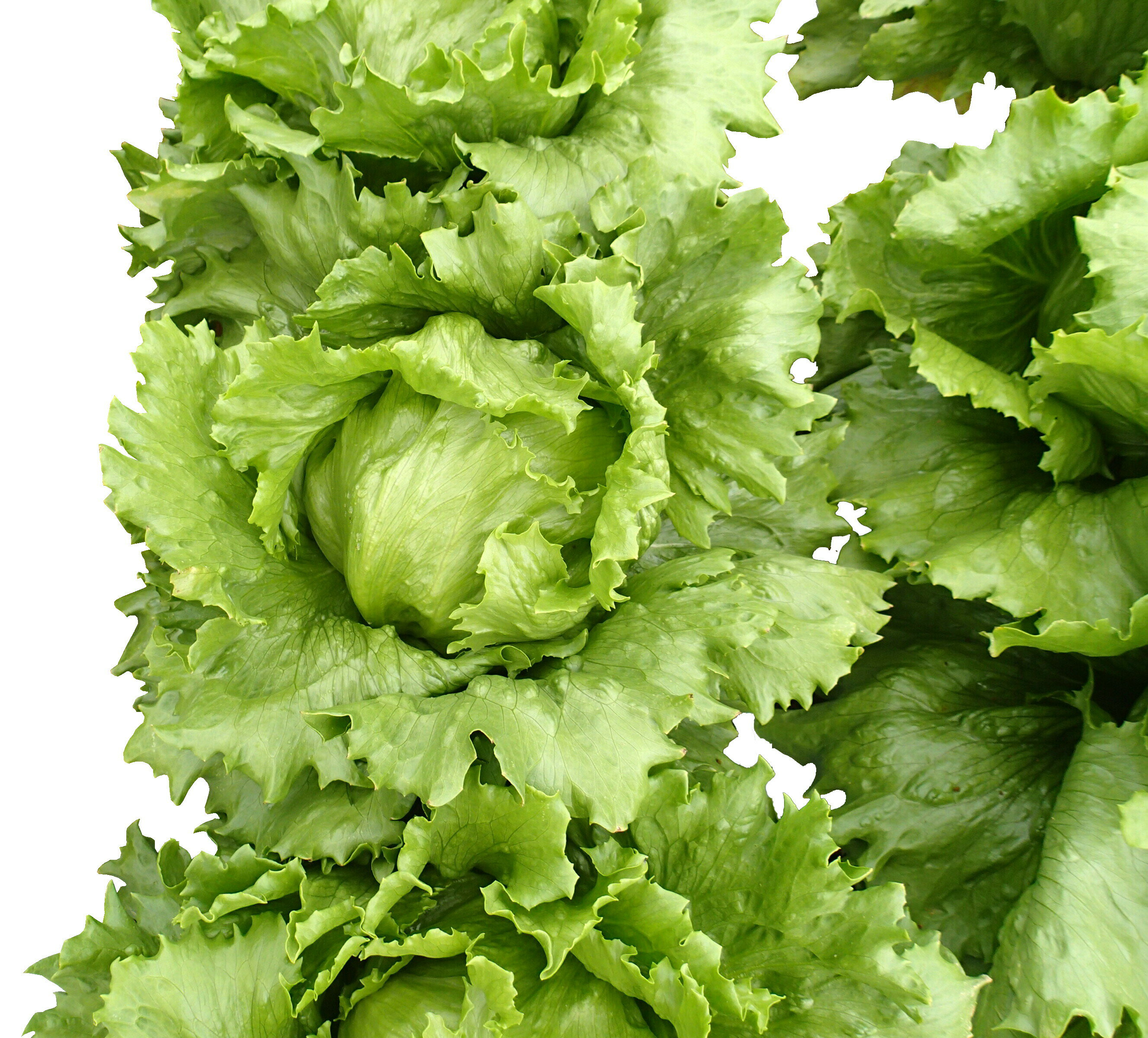 たね 横浜植木 玉レタス　ラスター コート5000粒