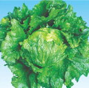 たね 横浜植木 レタス しずか 小袋 1.5ml