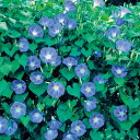 種 西洋朝顔(アサガオ イポメア) ヘブンリーブルー 1袋