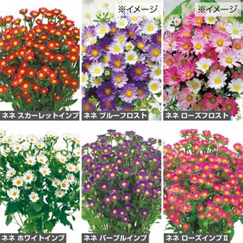 種 アスター ネネ色別（花タネ）セット 1組