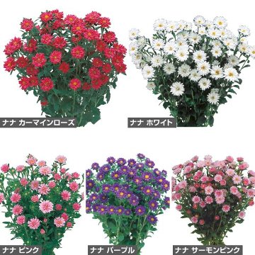 種 アスターナナ色別（花タネ）セット 1組のサムネイル