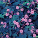 種 おじぎ草 1袋