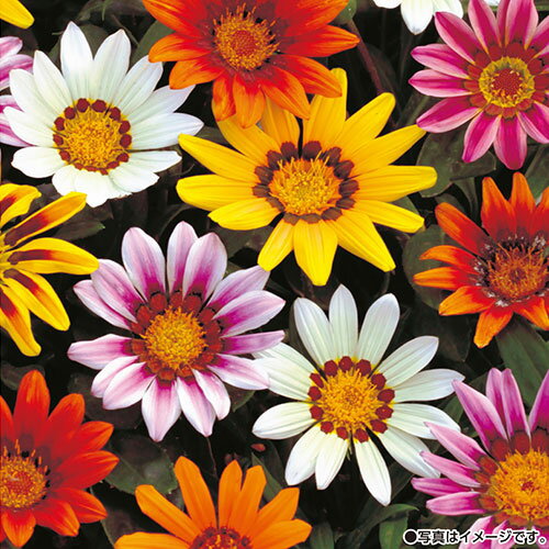 種 ガザニア サンシャイン混合 1袋【タキイ種苗公式】春まき 秋まきのサムネイル
