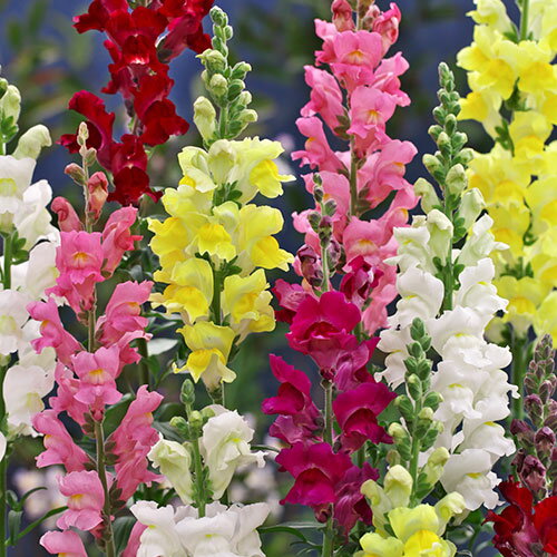 種 金魚草（キンギョソウ）高性大輪 混合 1袋