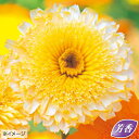 種 金盞花(カレンデュラ)キングレット アプリコット 1袋【タキイ種苗公式】秋まき