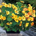 種 金蓮花(ナスターチウム)・アイスクリームサンデー 1袋【タキイ種苗公式】春まき