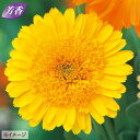 種 金盞花(カレンデュラ)キングレット ゴールデン 1袋【タキイ種苗公式】秋まき