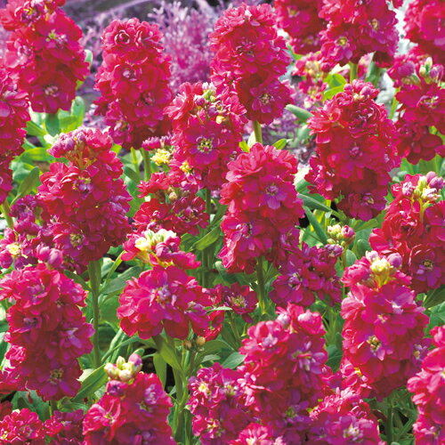 種 ストック キスミー ローズ 1袋【タキイ種苗公式】のサムネイル