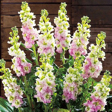 種 ストック ピンクメイ 1袋【タキイ種苗公式】秋まきのサムネイル