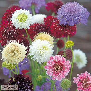 種 スカビオサ フォーミュラミックス 1袋【タキイ種苗公式】秋まきのサムネイル