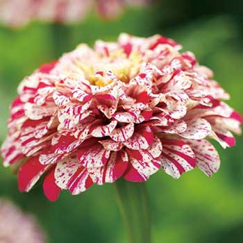 種 ジニア（百日草）ポップアートホワイト＆レッド 1袋のサムネイル