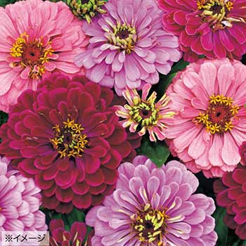 種 ジニア（百日草）アートデコ 1袋のサムネイル