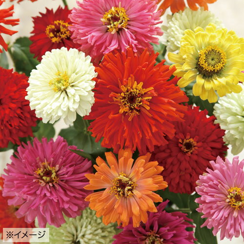 種 ジニア（百日草）F1サマードレス混合 1袋のサムネイル