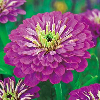 種 ジニア（百日草）ダリア咲パープルプリンス 1袋のサムネイル