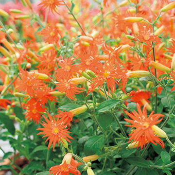 種 シレネ デザートグローオレンジ 1袋【タキイ種苗公式】秋まき