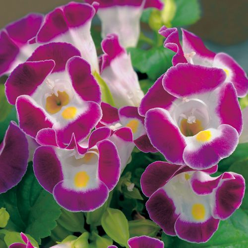 種 トレニア・F1カウアイ バーガンディ 1袋