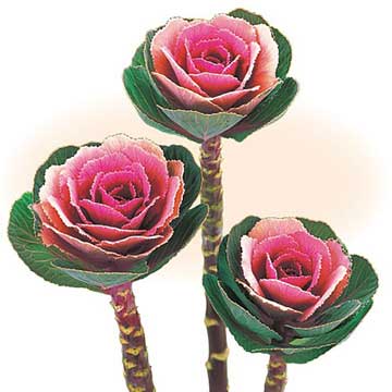 種 葉牡丹 F1ウインターチェリー 1袋のサムネイル