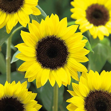 種 ひまわり 徳用切花向ひまわりF1 サンリッチ（R）レモン 1袋