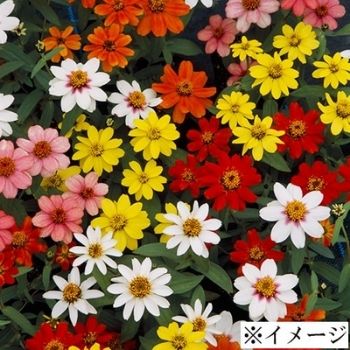 タキイ種苗 草花 種子 百日草（ジニア）・ザハラ ミックス