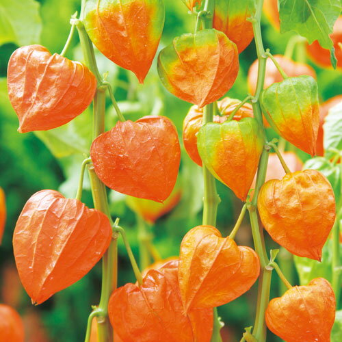 種 丹波ほおずき 1袋のサムネイル