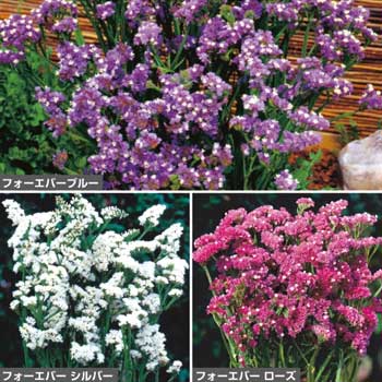 タキイ種苗 草花 種子 リモニューム フォーエバー（花タネ）セットのサムネイル