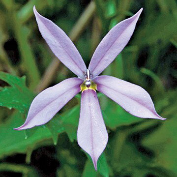 イソトマ 植物図鑑 イソトマ 植物図鑑