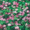 種 れんげ草 1袋【タキイ種苗公式】秋まき