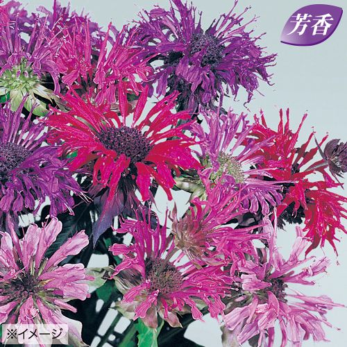 【タキイ種苗】モナルダ パノラマ混合 約40粒 花タネのサムネイル