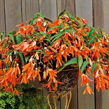 ベゴニア サンフランシスコ 約15粒 種【タキイ種苗】レッド 赤 ハンギングのサムネイル